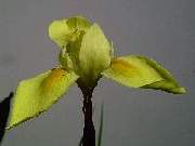 Moraea spathulata